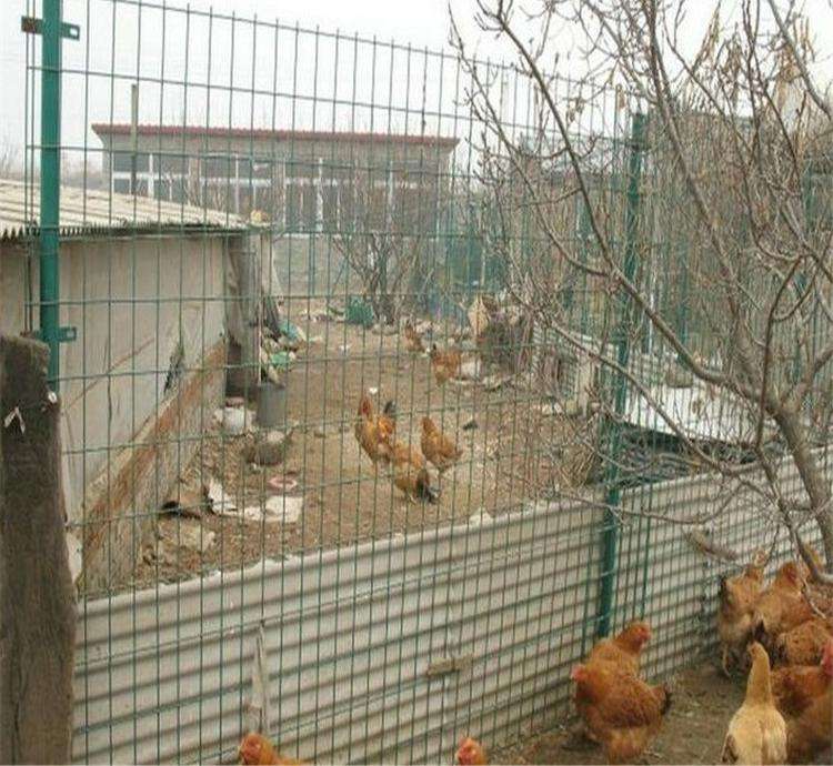 养鸡场围栏网